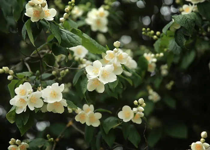 Picabella - En Atelier 3* Laren (Gelderland)