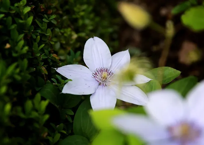 Bed and breakfast Picabella - En Atelier 3*